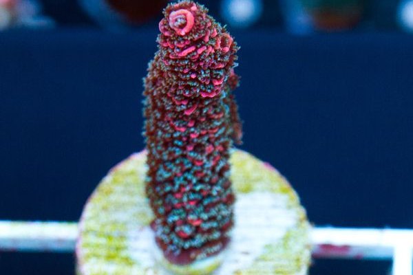 Кракен маркет тор